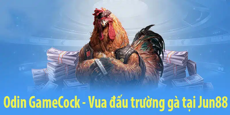 Odin GameCock - Vua đấu trường gà Jun88